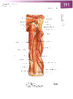 Sobotta Atlas of Human Anatomy  Head,Neck,Upper Limb Volume1 2006, page 198